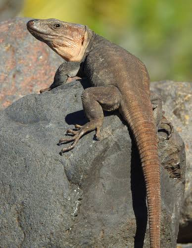 La palma Giant lizard 500 tahun Punah, ter-edo tensei di tahun 2007