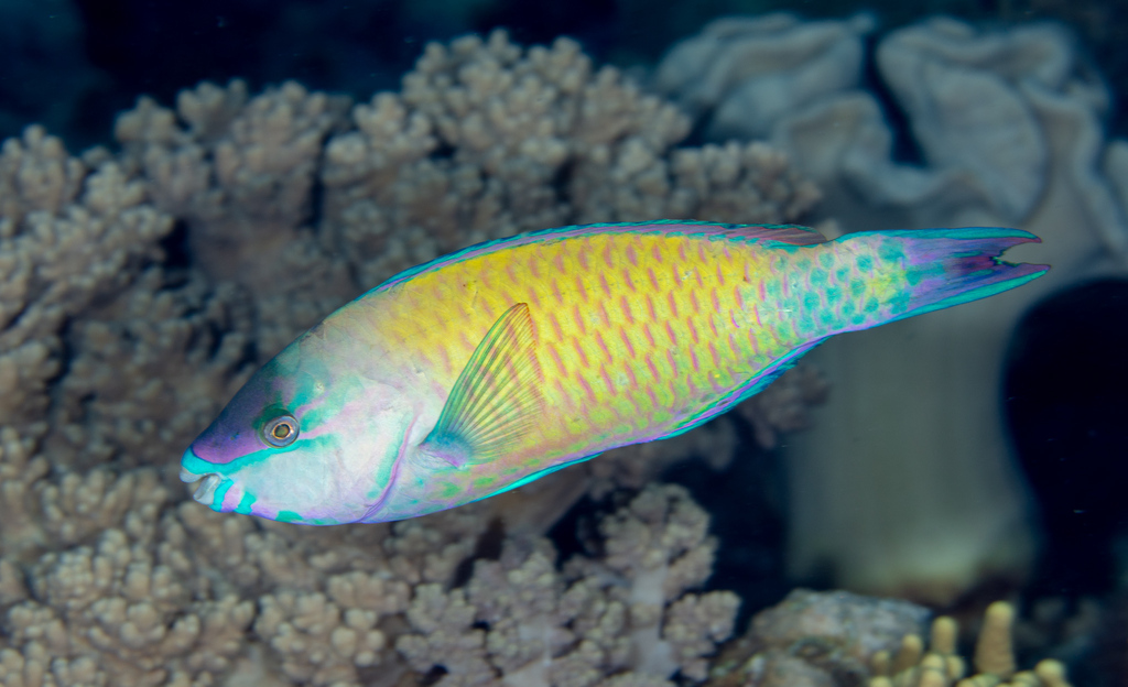 Ikan kakaktua yg di salah pahami jadi perusak terumbu karang malah sebaliknya