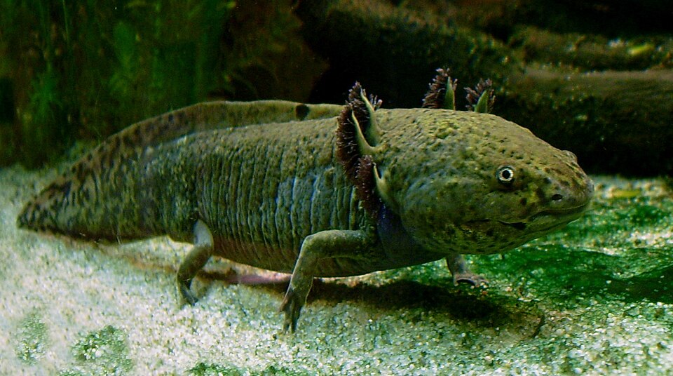 Axolotl, Si Naga Air Meksiko yang Bisa Tumbuh Kembali Setelah Terluka