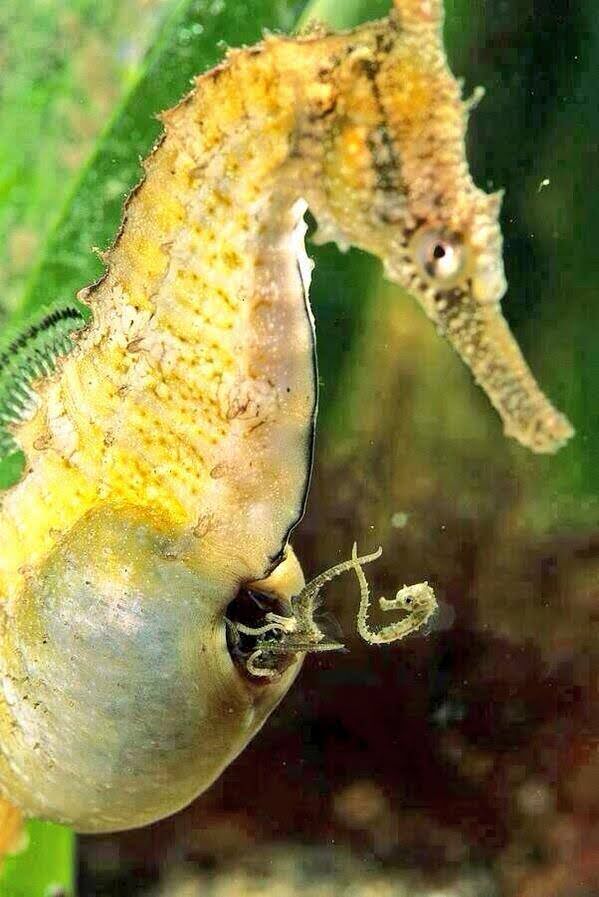 Rahasia di Balik Kecepatan Reproduksi Kuda Laut.