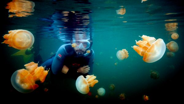 Ubur-Ubur Langka di Pulau Kakaban Menghilang, Wisatawan Diminta Tidak Berenang