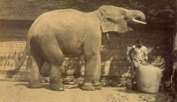 Gajah Jawa: Sang Raksasa yang "Punah" Namun apakah Menetap di Kalimantan?