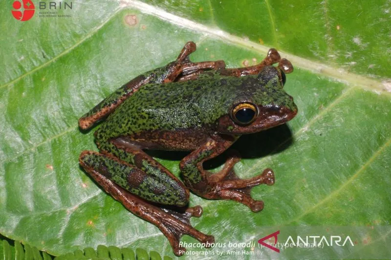 Katak Pohon Bermotif Bintik dari Sulawesi: Rhacophorus boeadii, Warisan Alam Baru Wallacea