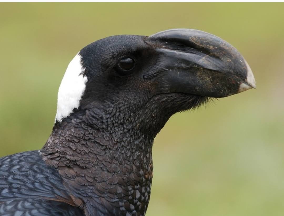 Gagak Omnivora yang Tangguh dari Tanduk Afrika