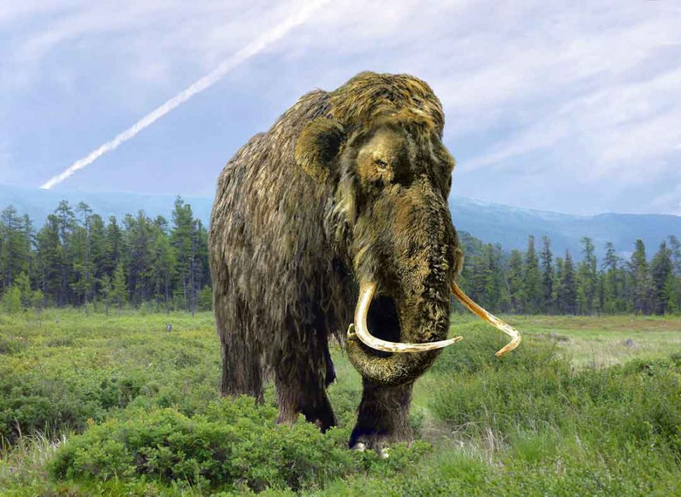Fungsi Gading Mammoth yang Panjang dan Melengkung, Bukan Sekadar Senjata