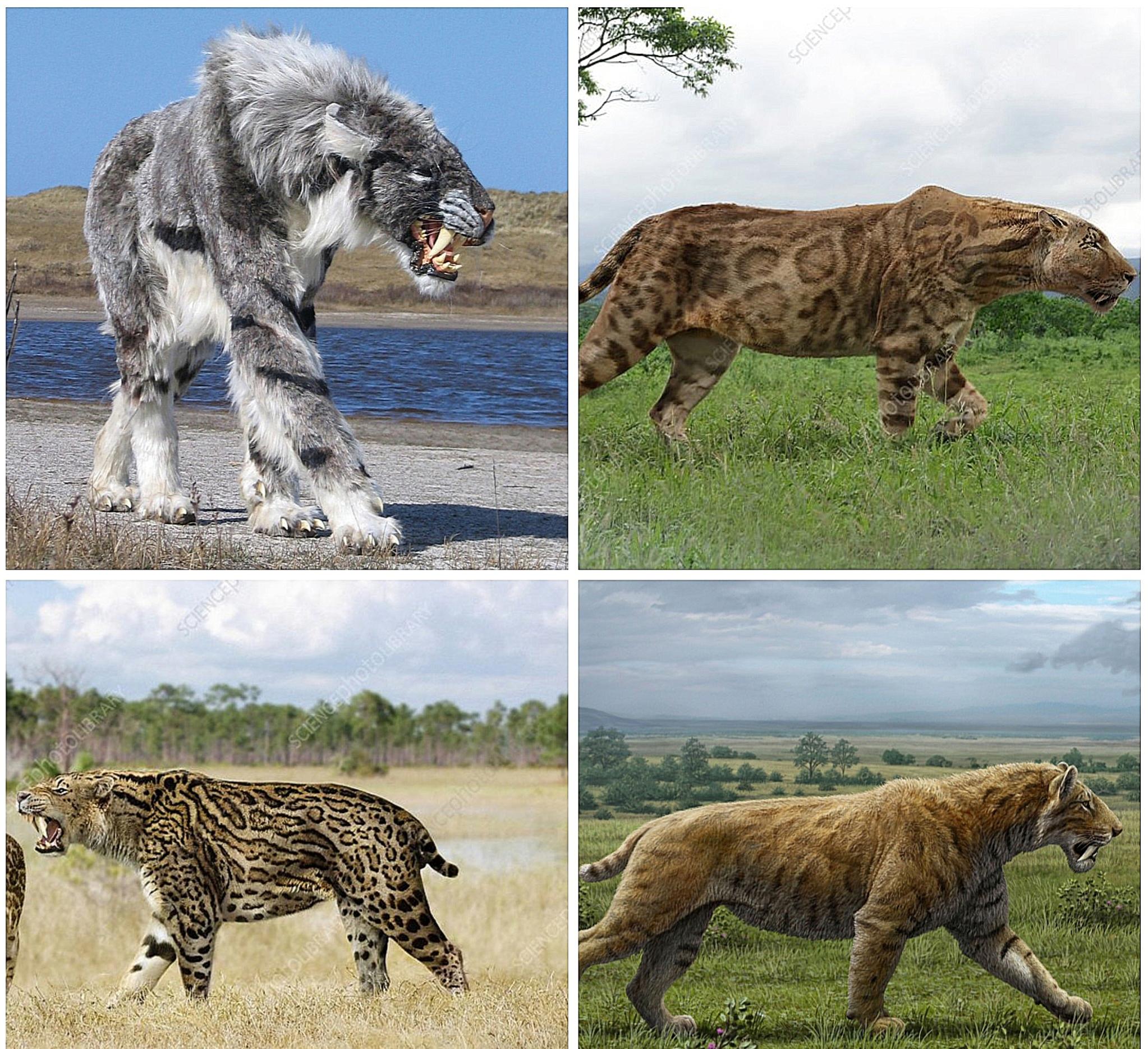 Kakek Buyut si Oyen, yang Ganas & Menakjubkan.