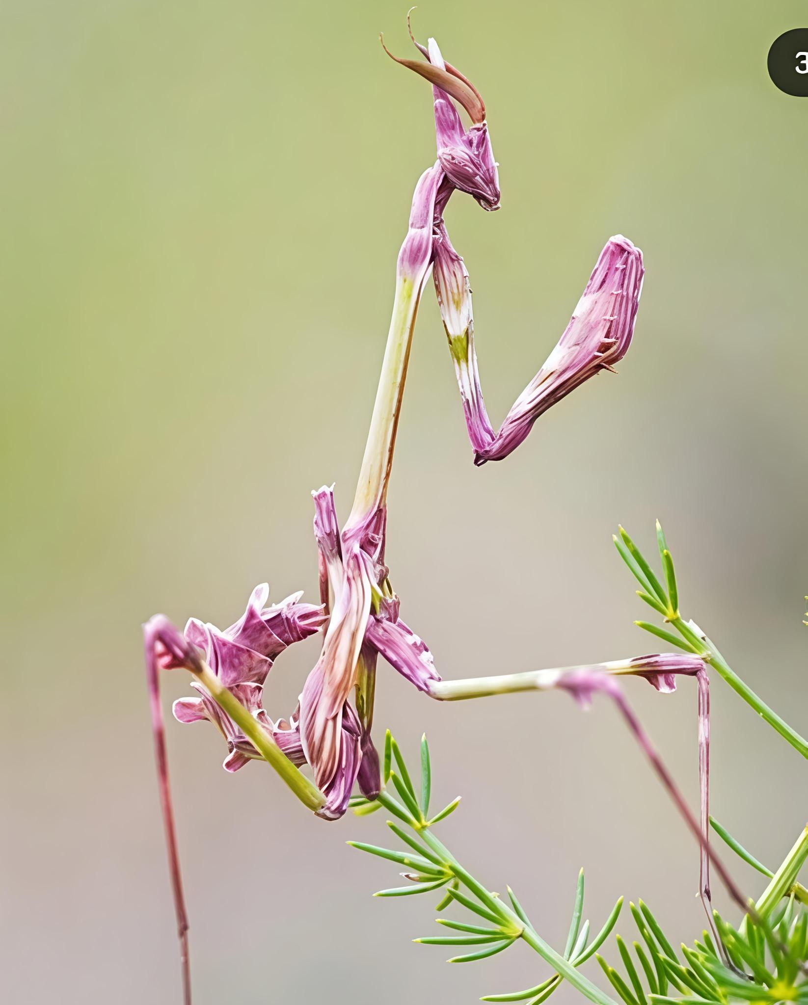 Bagaikan di Negeri Dongeng Species Belalang /Mantis bertanduk