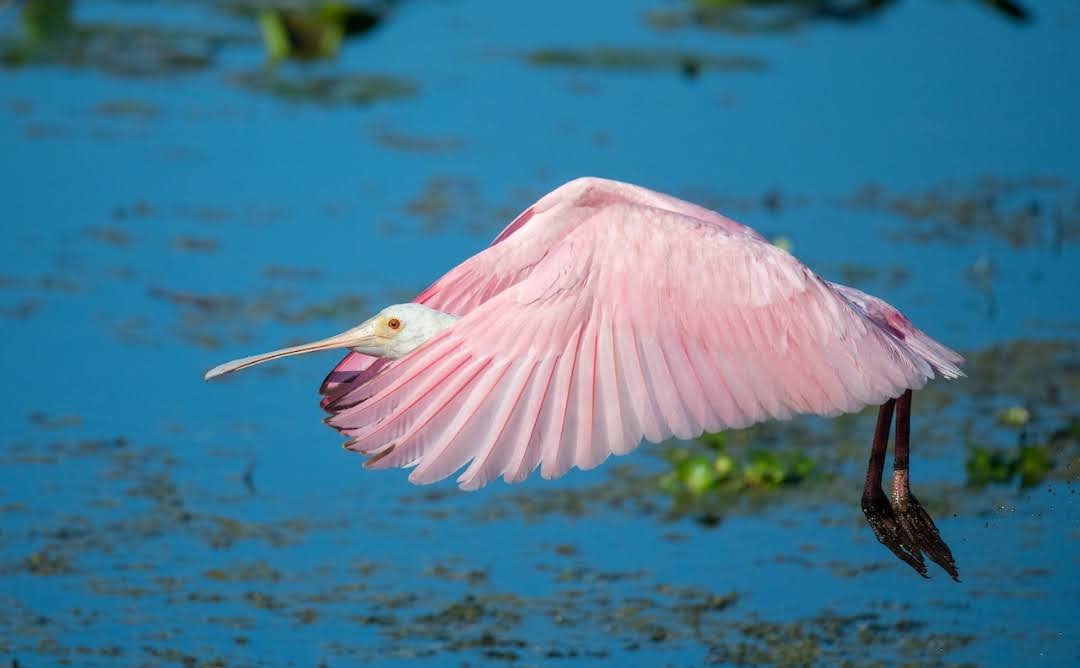 Kanvas Terbang dari Rawa: Keanggunan Roseate Spoonbill yang Memukau