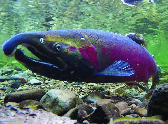 Kenapa saat perjalanan ikan Salmon rahangnya berubah melengkung