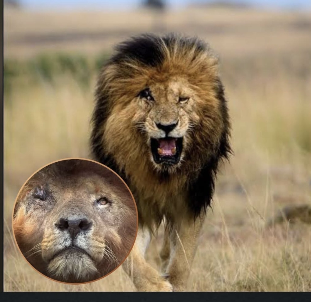 Scarface Lion di Dunia Nyata: Singa Legendaris Maasai Mara dengan Wajah Penuh Luka