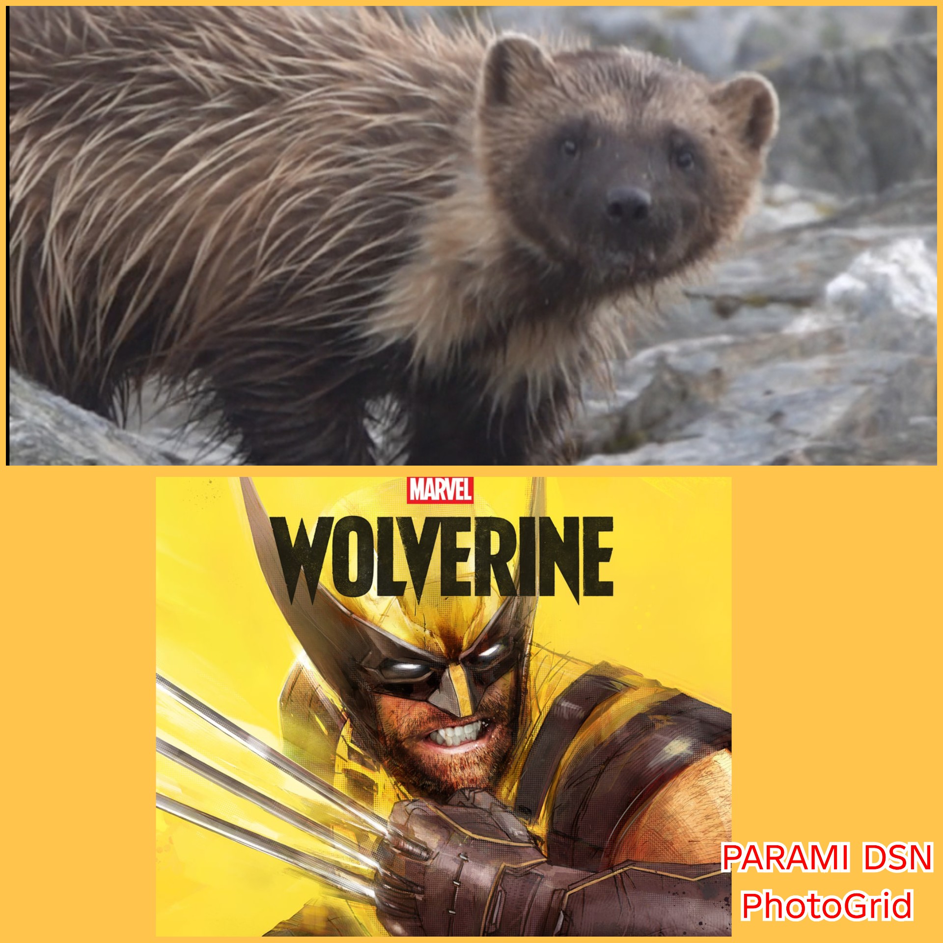 Satwa Wolverine asli yang jadi inspirasi Superhero Marvel ( X-Men)