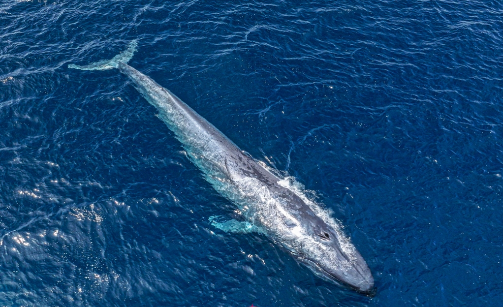 Sound Horeg asli dari Alam yang mampu memecahkan Telinga Manusia