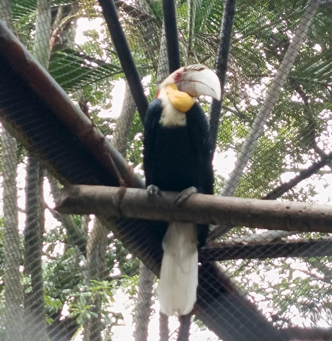 Sang Penjaga Langit: Mengenal Julang Emas, Burung Eksotis Pemencar Benih Hutan