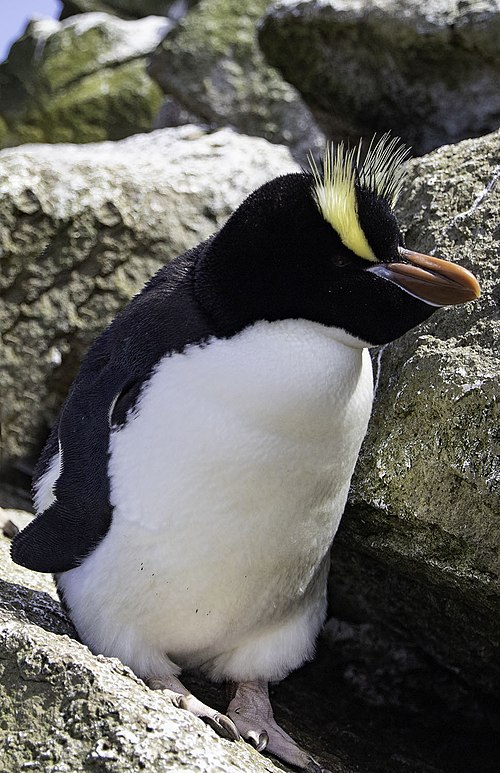 Erect-Crested Penguin Si Jambul Tegak dari Selandia Baru yang Terancam Punah
