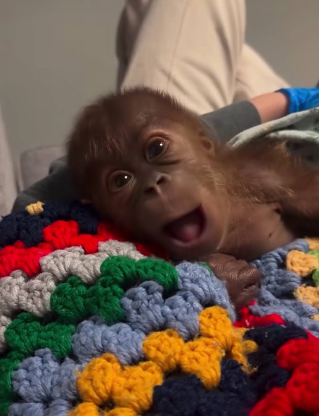 Kelahiran Langka di Memphis Zoo Bayi Orangutan "Ruhana" Lahir Selamat Melalui Operasi Caesar