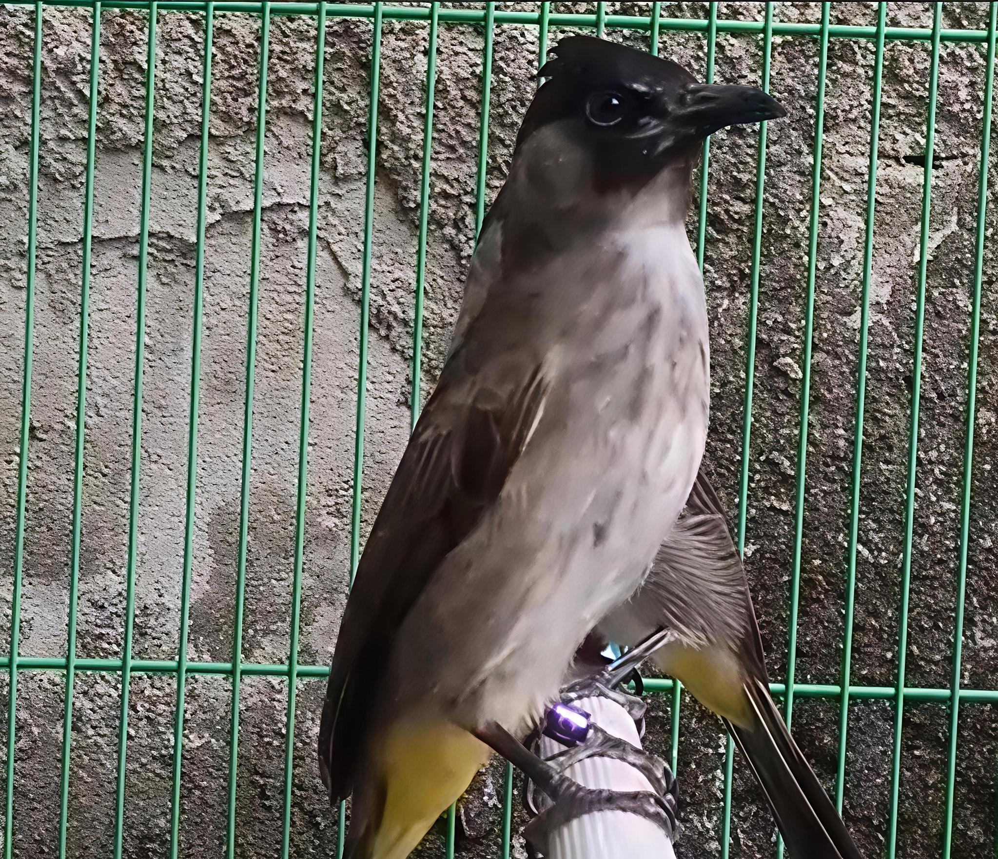 xbread alam Burung trucuk & Gentilang apakah hanya ada di Indonesia?
