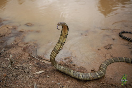 Spesies King Cobra berdampak ke Dunia Medis.