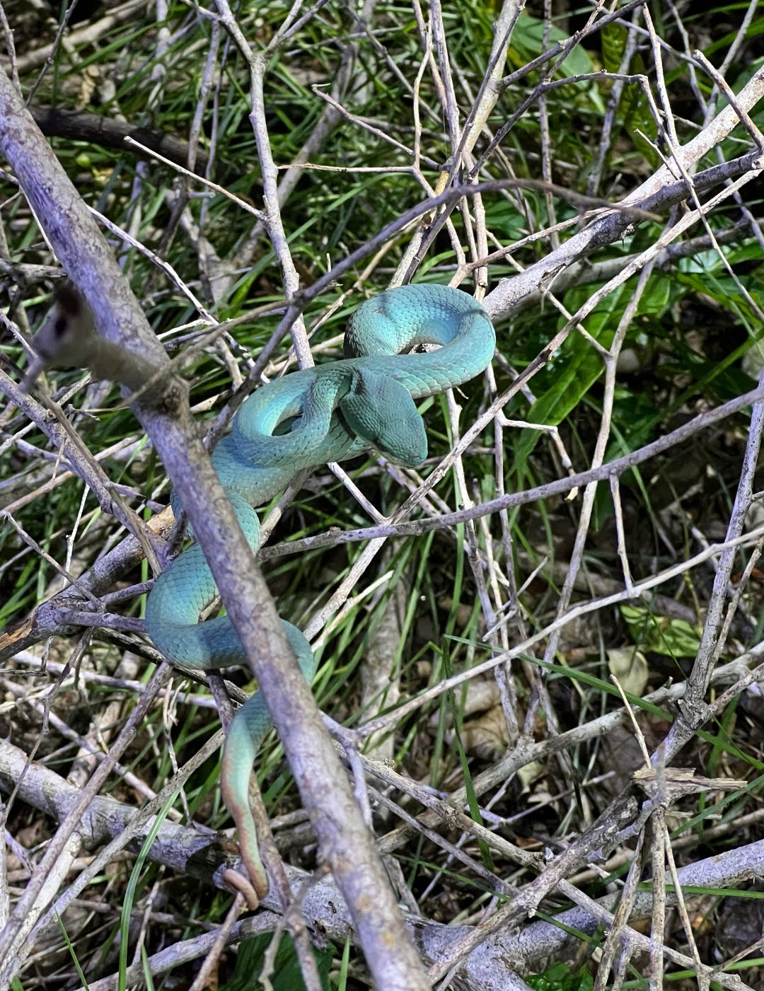 Antara Estetika Viper Biru dan Ancaman Kepunahan di Alam Liar.