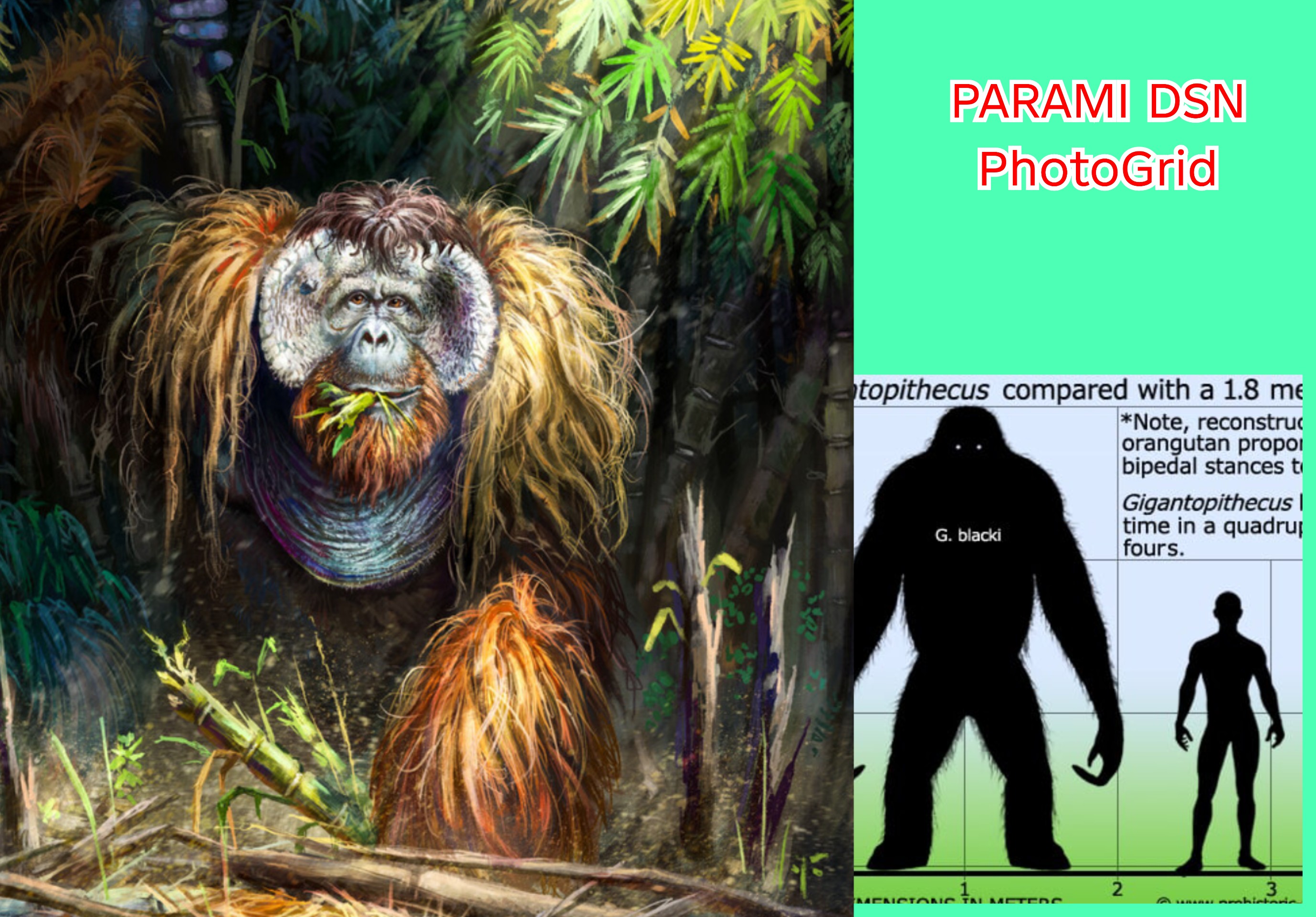 Nenek Moyang Orangutan Purba: Gigantopithecus blacki, Raksasa dari Tiongkok Selatan