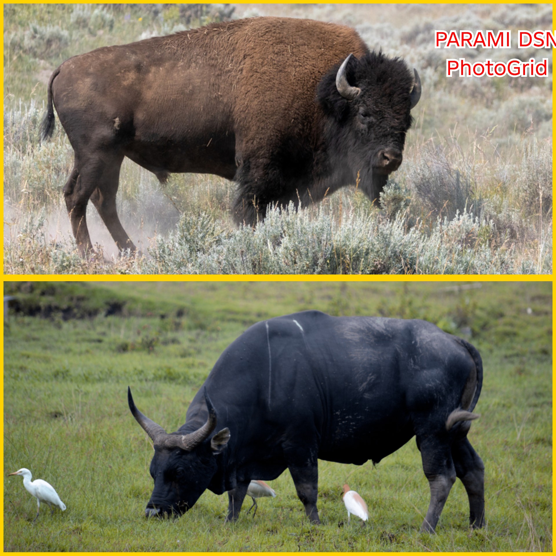 Bison & Banteng What if? siapa yang paling galak?