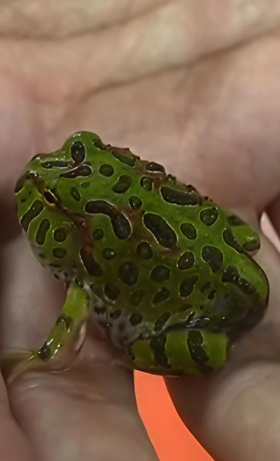 Kodok Rare hasil X Bread Pertama di Indonesia Ceratophrys ornata
