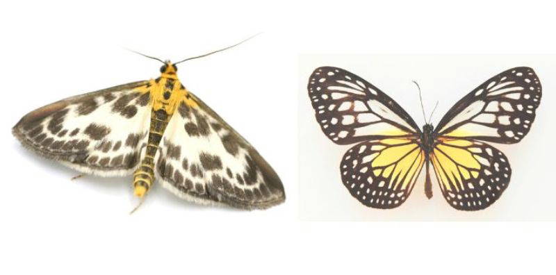 Serupa tapi tak sama, Namun jarang orang Tahu.