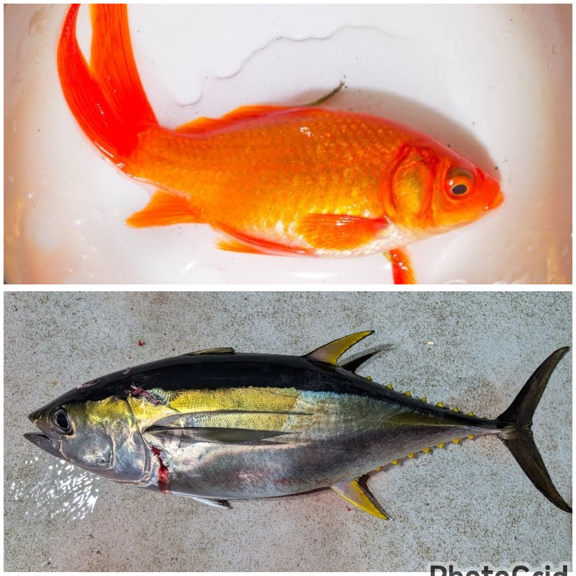 Benarkah "Keringat Ikan" sumber rasa Asin Air Laut: Mengapa Danau Tetap Tawar Meski Berpenghuni?