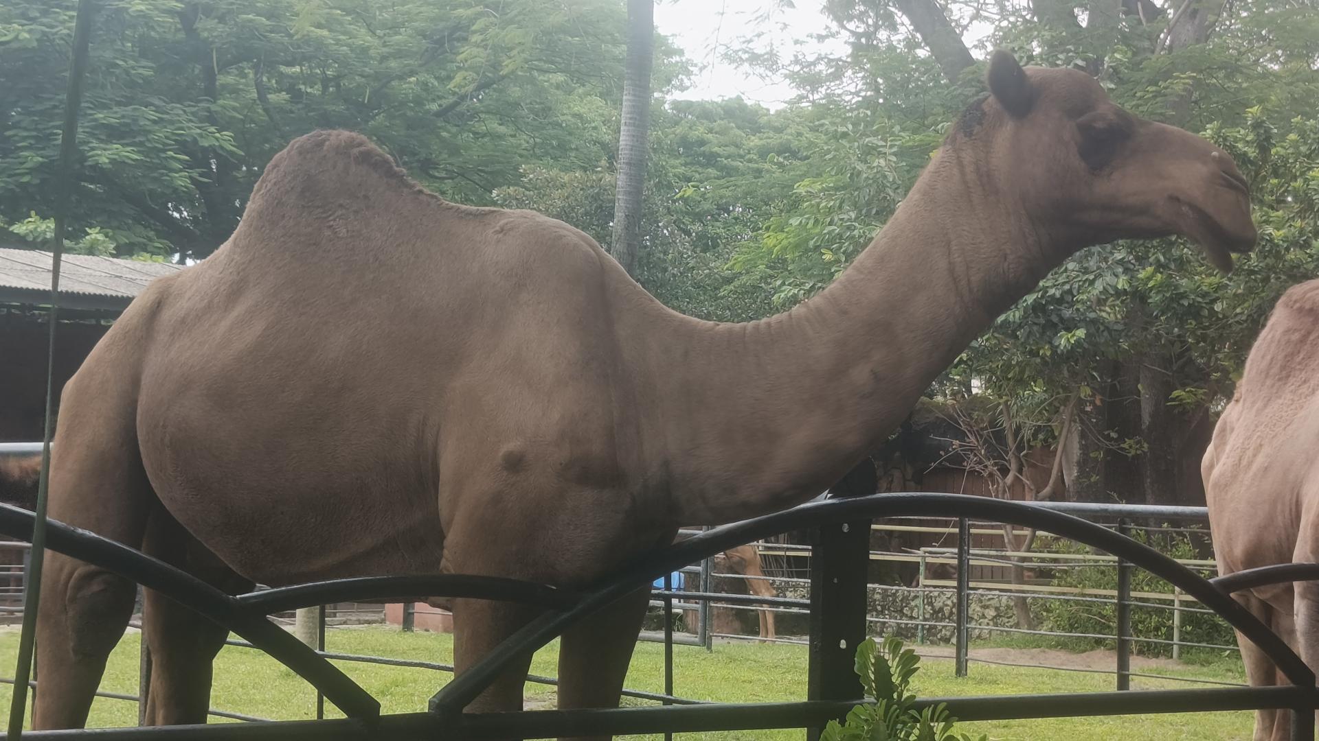 Sejarah Al-Qashwa: Unta Rasulullah yang Menentukan Titik Berdirinya Masjid Nabawi