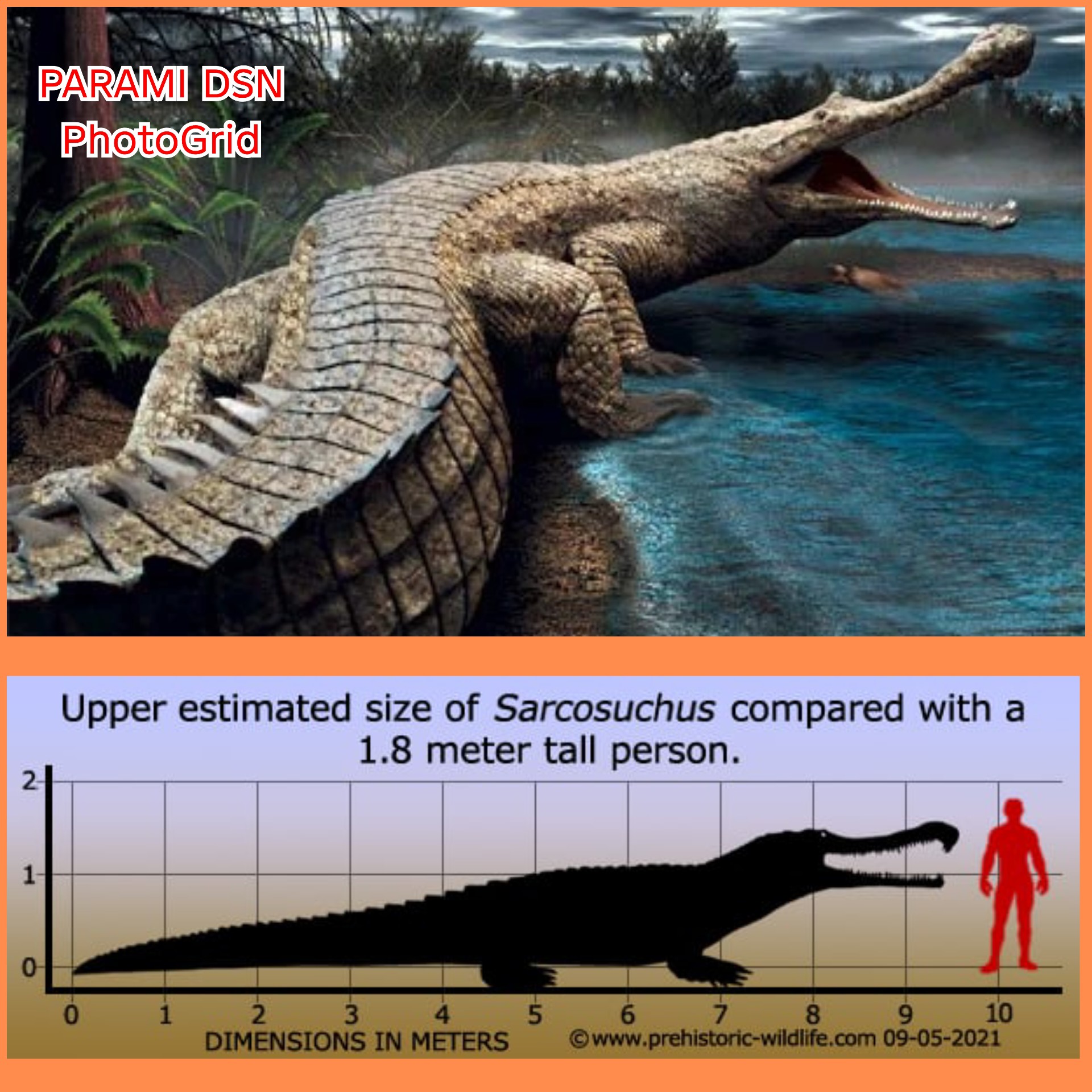 Buaya Purba Terbesar "Sarcosuchus " si Supercroc Pemangsa Dinosaurus yang Pernah Mendiami Bumi.