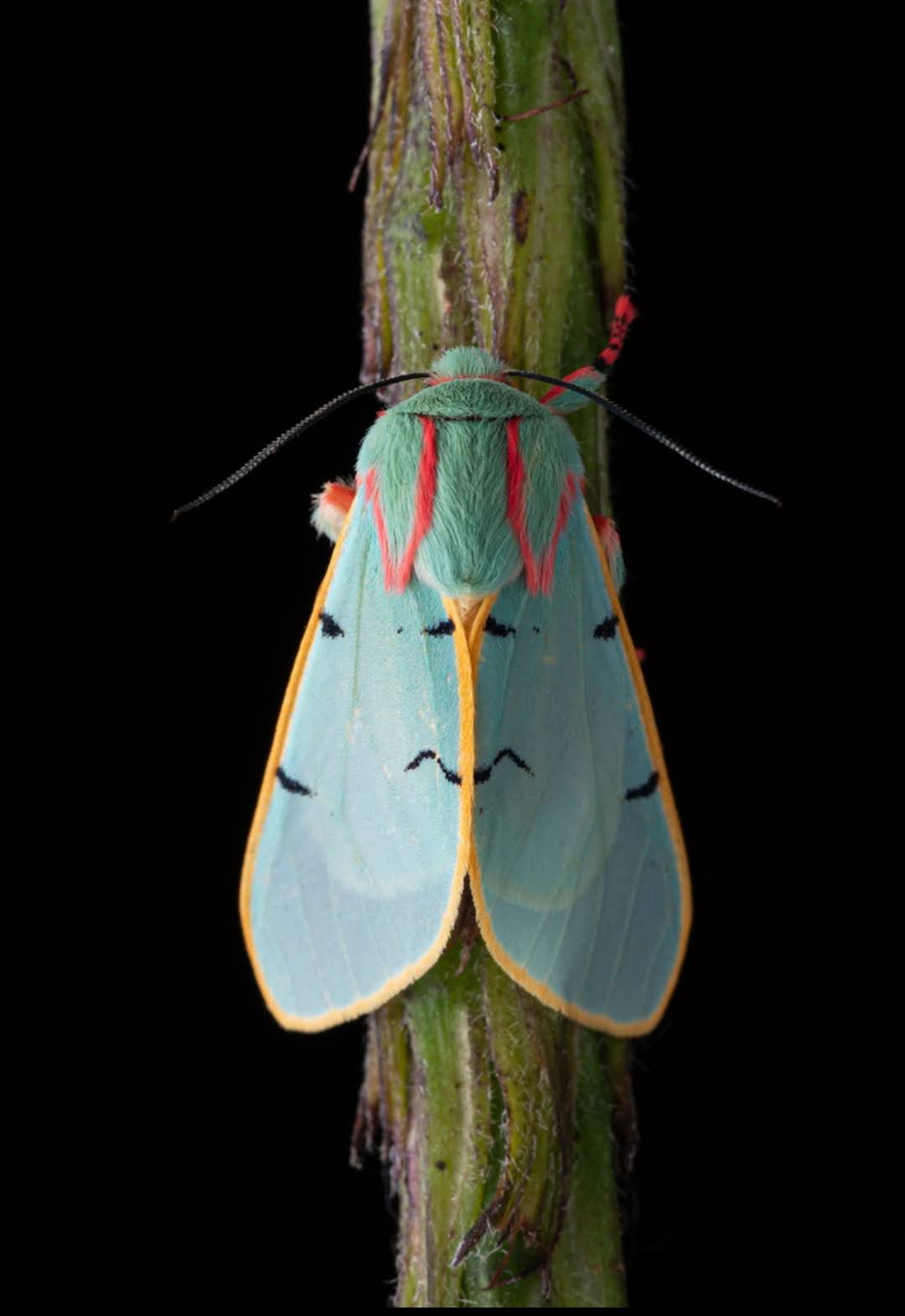 Si Cantik Berbalut Cyan: Penampakan Ngengat Eksotis yang Mirip Karya Seni"