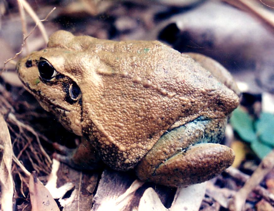 Katak Dengan Lompatan tertinggi & terjauh di dunia