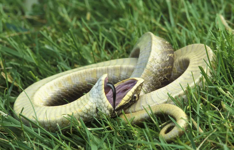 Hognose Ular Paling jago akting di dunia