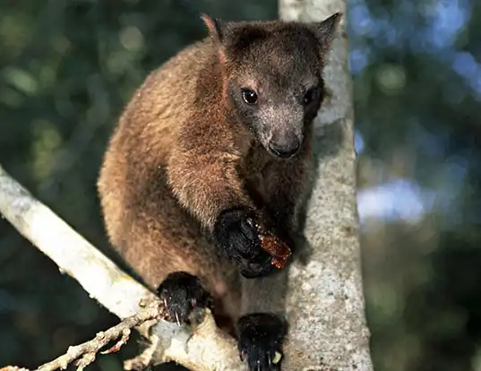 Kanguru Pohon Bennett: Si Pemanjat Lincah dari Hutan Hujan Queensland