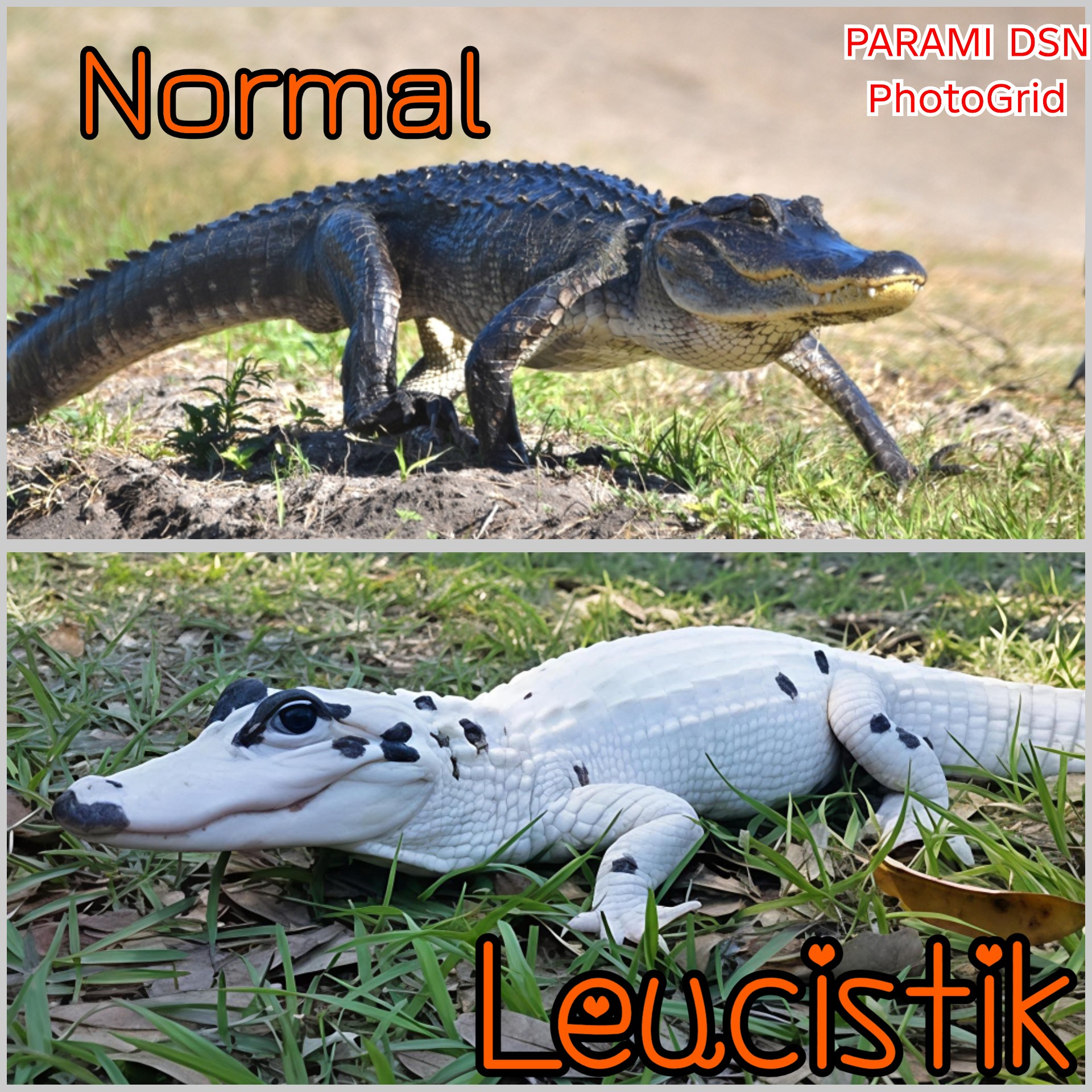 Alligator Gen Leukistik paradox yang cukup langka dari Alam.