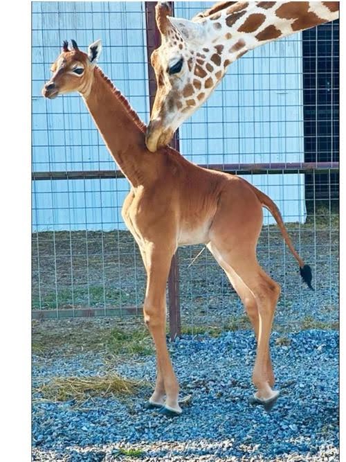 Kejutan Langka di Brights Zoo,Lahir Jerapah Polos Tanpa Bintik, Fenomena Pertama dalam 50 Tahun!