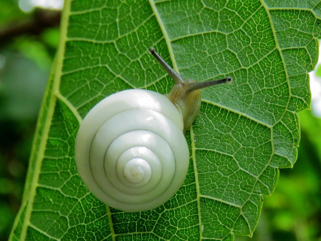 Cangkang Kidal: Siput Satsuma dan Evolusi Melawan Arah Jarum Jam
