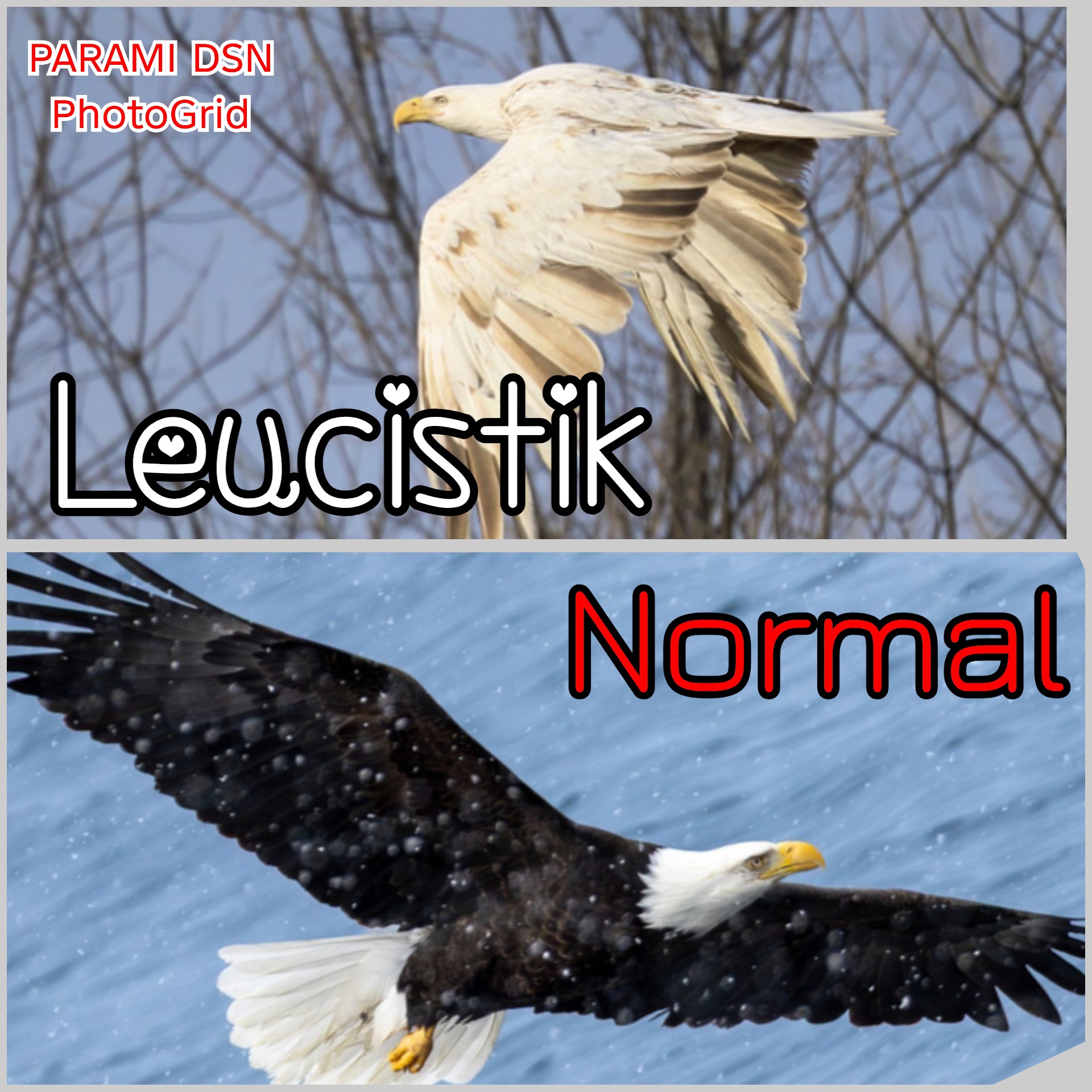 Hampir mustahil ada !!! elang botak Amerika Leucistic