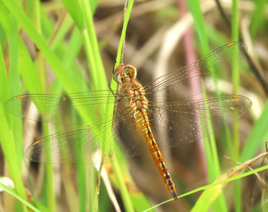 Melintasi Samudra Hingga 18 ribu KM Capung Pengelana, Sang Pemegang Rekor Migrasi Terjauh di Dunia