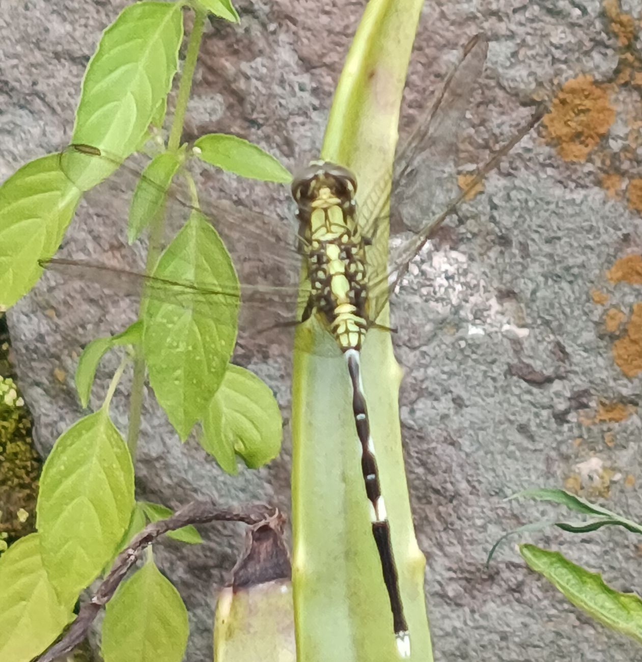 Larva Capung Saat Kecil Mematikan, Saat Dewasa Malah Terlihat “Biasa Saja