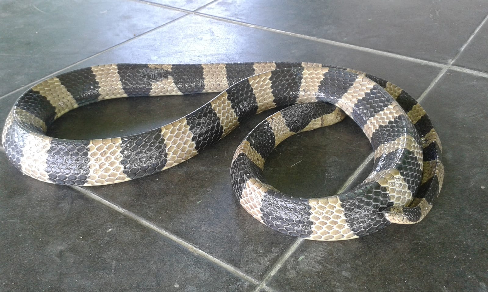 Benarkah Si Pembunuh Senyap:  Ular Weling Sangat Mematikan Namun Jarang Menyerang?