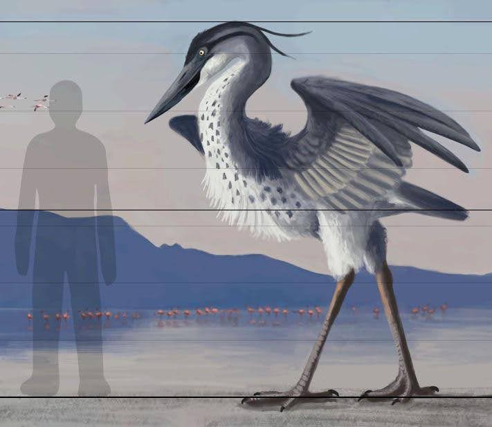 Pesona Burung Cangak Raksasa (Ardea bennuides) dari zaman Holosen