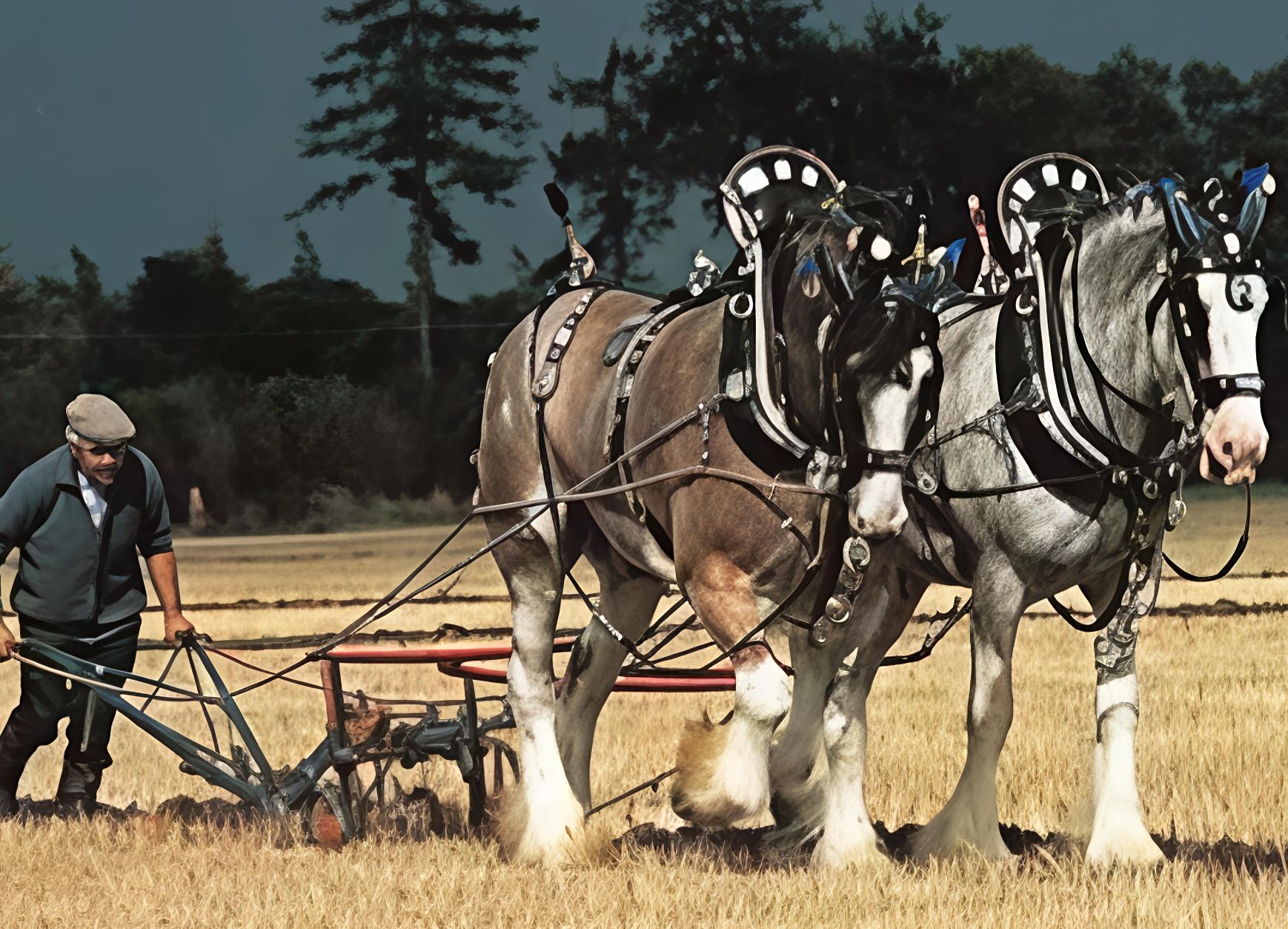Kuda Raksasa Belgia yang Gagah