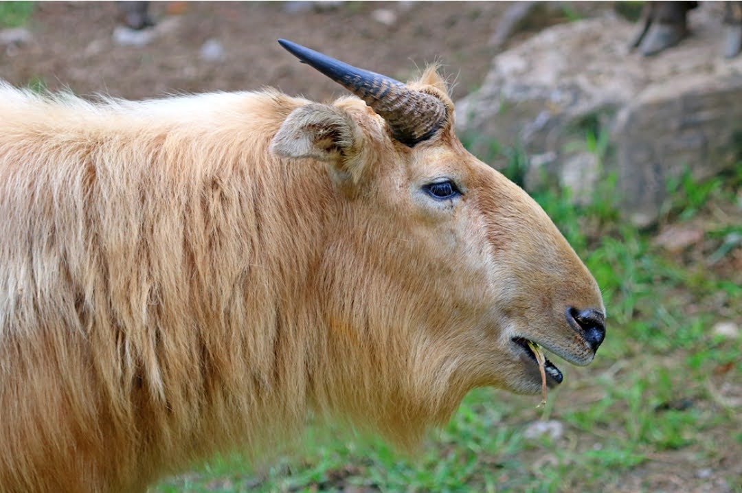 Misteri "Sapi Emas" dari Qinling: Mengenal Takin Emas, Penghuni Puncak Pegunungan Cina