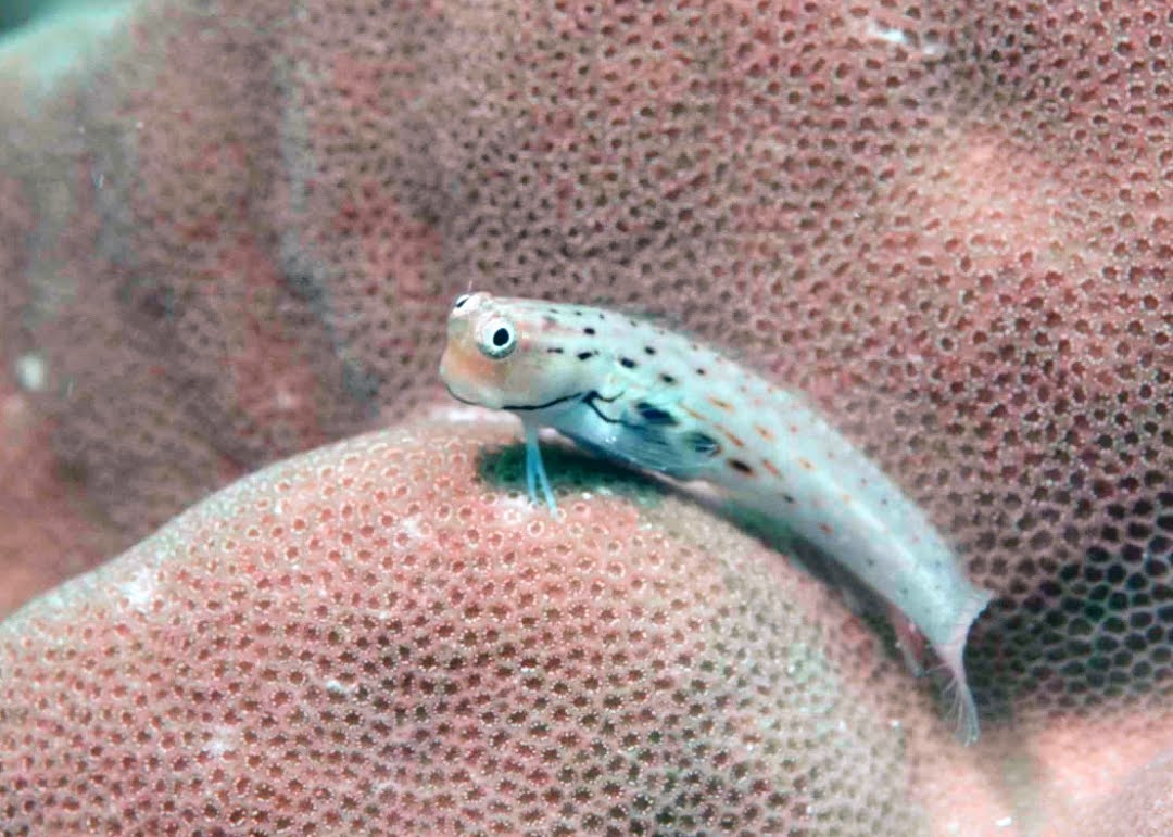 Satpam' Kecil Penjaga Kebersihan Terumbu Karang