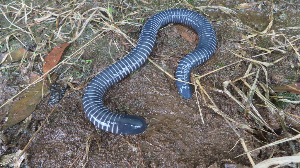 Seperti Kelas Mamalia "Cacing" yang Menyusui Anaknya dengan Kulit Sendiri "Amfibi : Siphonops annulatus"