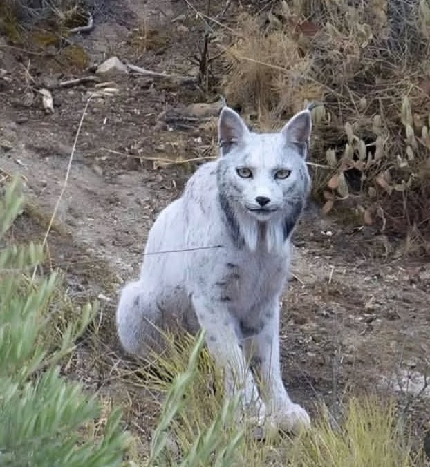 Lynx Liberia Leucistik di abad ini yang terekam kamera