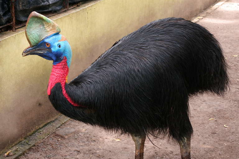 Sang "Fosil Hidup" Bermahkota dari Hutan Hujan Indonesia Timur