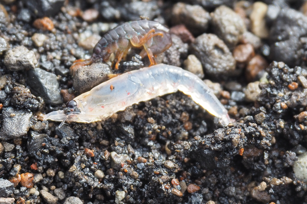 Rahasia alam Krill bereproduksi sehingga jumlah nya menjadi infinity