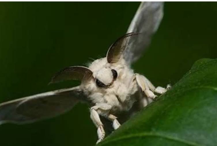 Sosok "Pokémon Realistis": Menelusuri Jejak Misterius Ngengat Pudel Venezuela