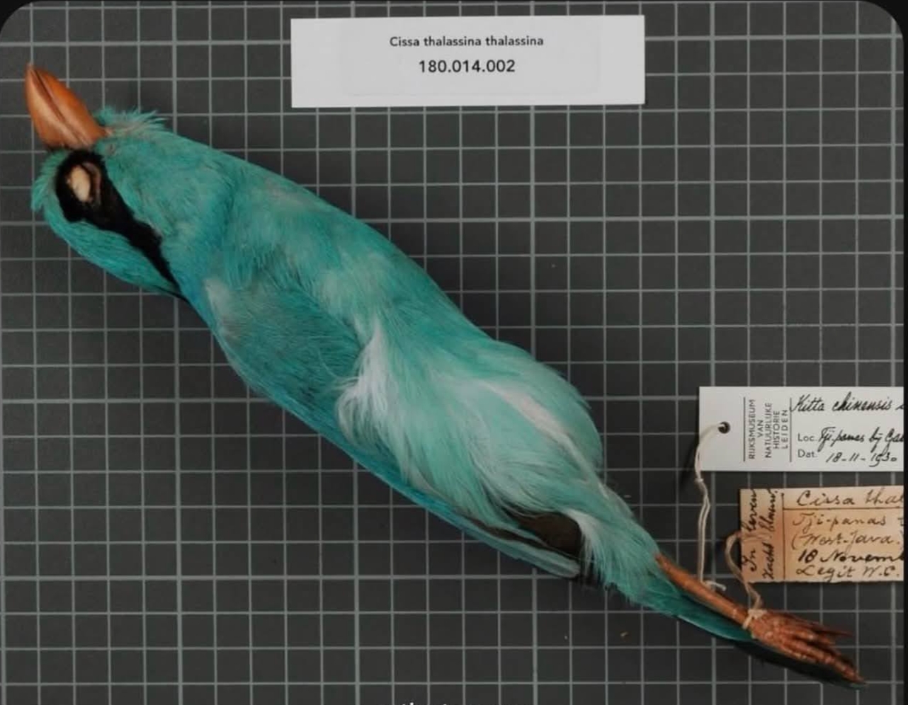 Burung Hijau Jawa "Cissa thalassina"  Warnanya Dapat Berubah di Penangkaran Tertekan habitatnya membuat resiko kepunahan Tinggi